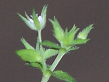 mini Stellaria? no, Arenaria sp.