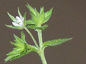 mini Stellaria? no, Arenaria sp.