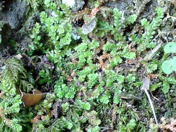 Selaginella denticulata