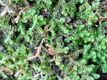 Selaginella denticulata