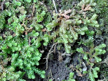Selaginella denticulata