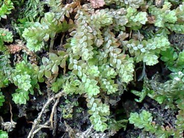 Selaginella denticulata