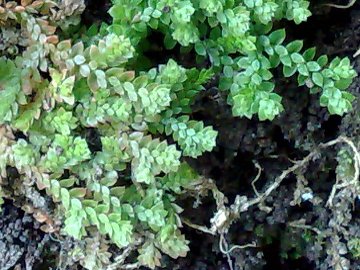 Selaginella denticulata