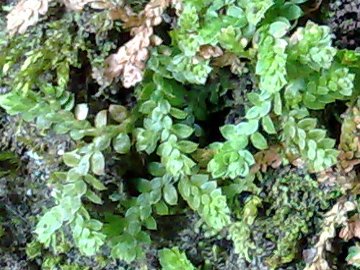 Selaginella denticulata