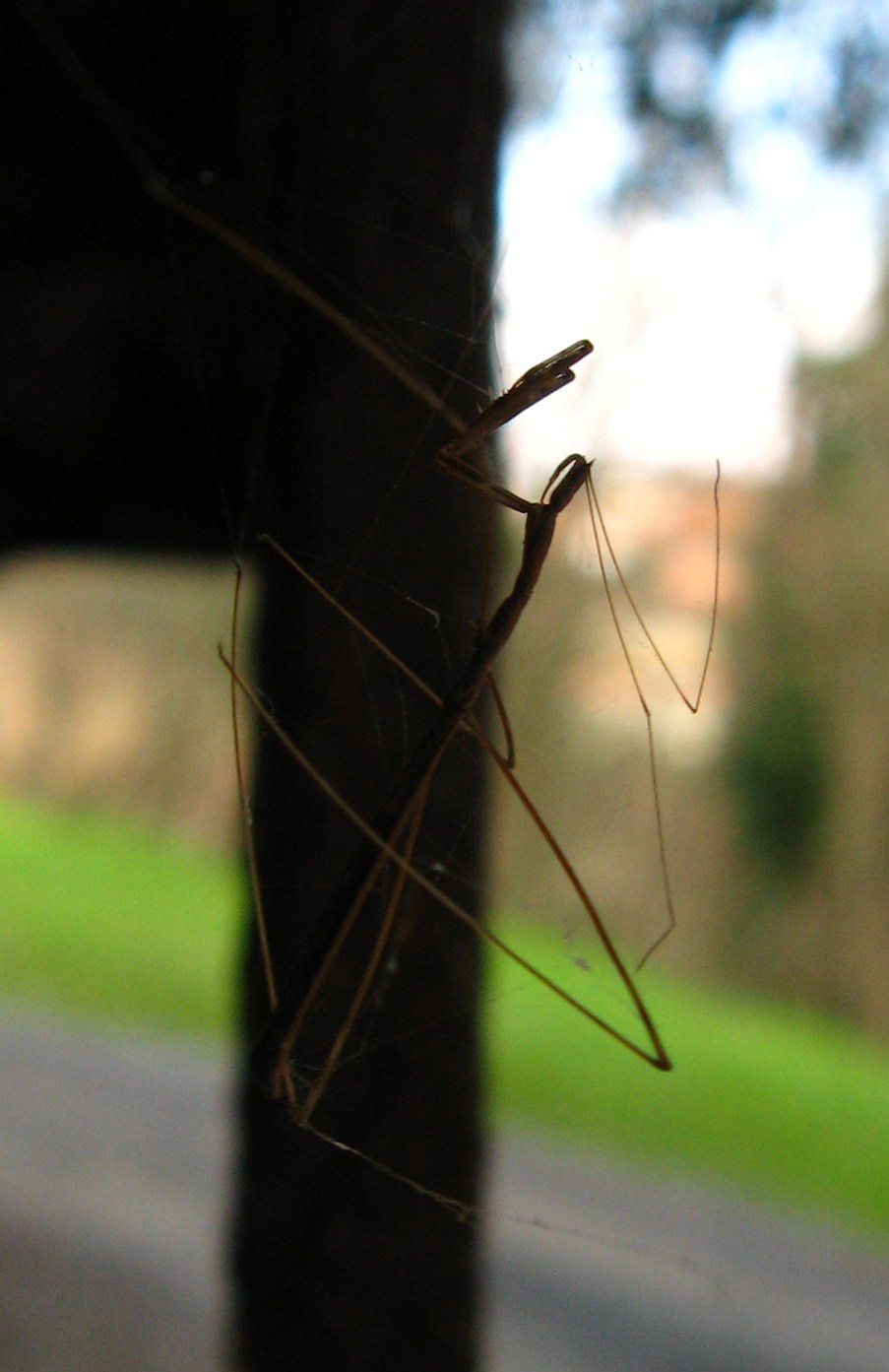 Reduvide filiforme: Ischnonyctes barbarus