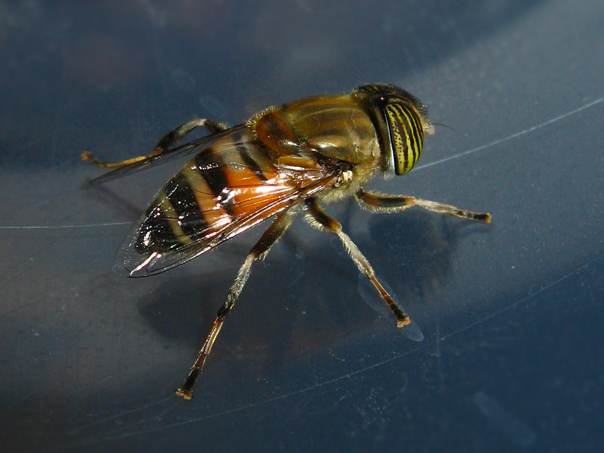 Eristalinus taeniops F (Syrphidae)