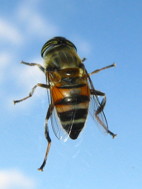 Eristalinus taeniops F (Syrphidae)