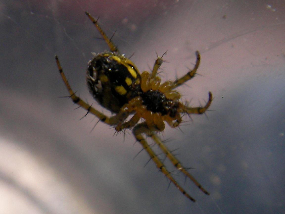 Mangora acalypha