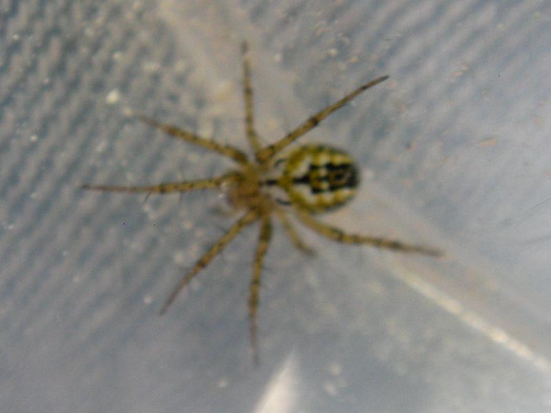 Mangora acalypha