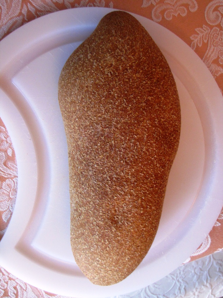 Brachionus urceolaris