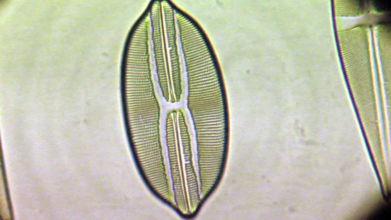 una cosa angosciosa e seria
