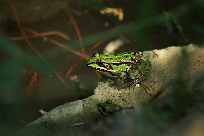 Da determinare... Pelophylax sp. (Piemonte)