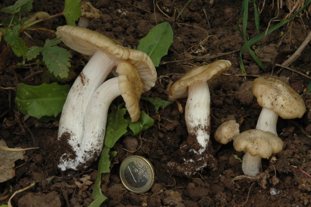 Unica specie di oggi.