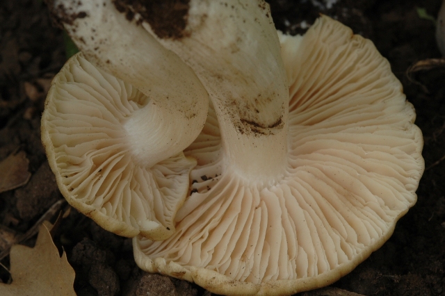 Unica specie di oggi.