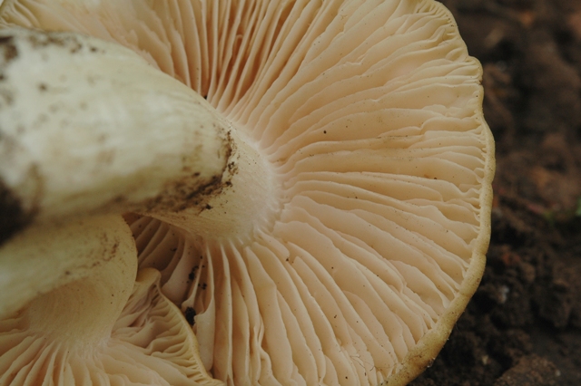 Unica specie di oggi.