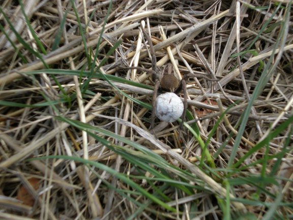 Hogna radiata