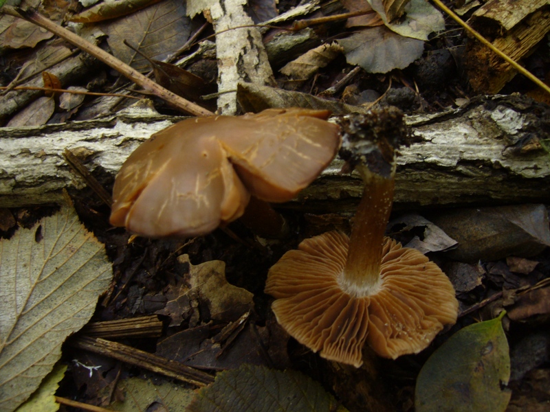 Cortinarius?