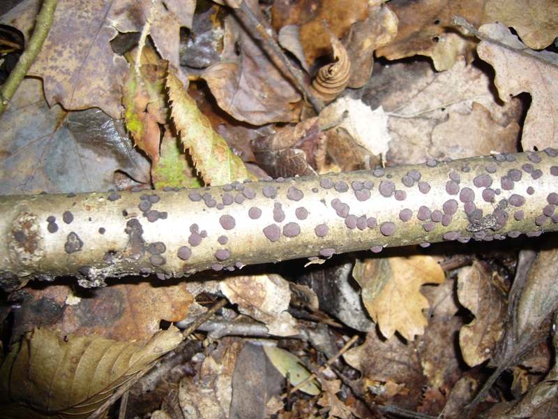 Bastoncino a pois (Hypoxylon sp.)