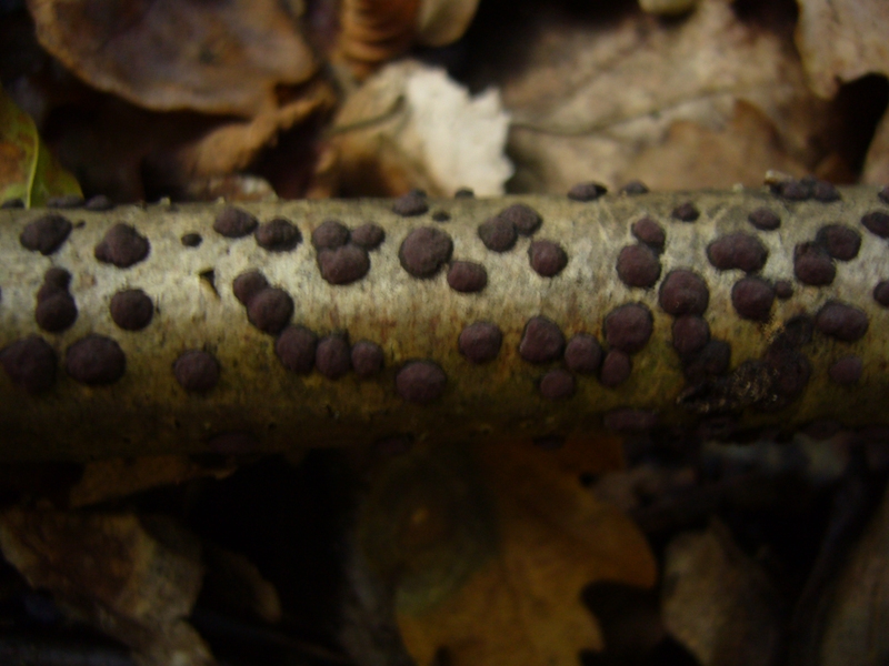 Bastoncino a pois (Hypoxylon sp.)
