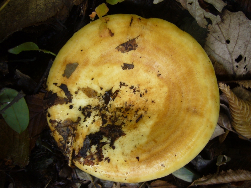Lactarius sp.