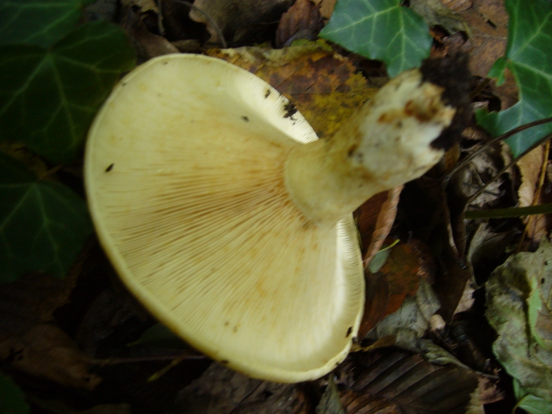 Lactarius sp.