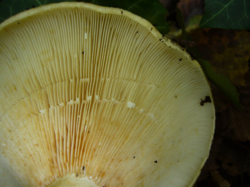 Lactarius sp.