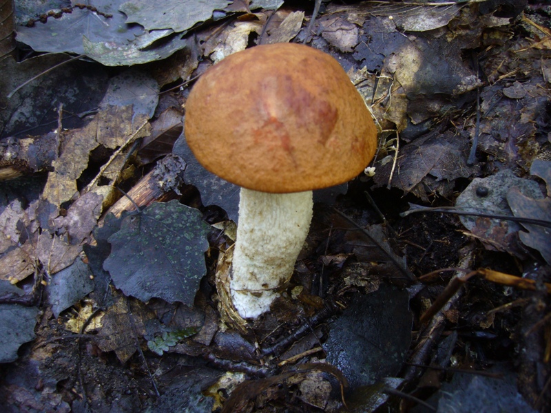Leccinum