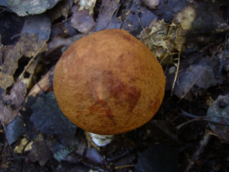Leccinum