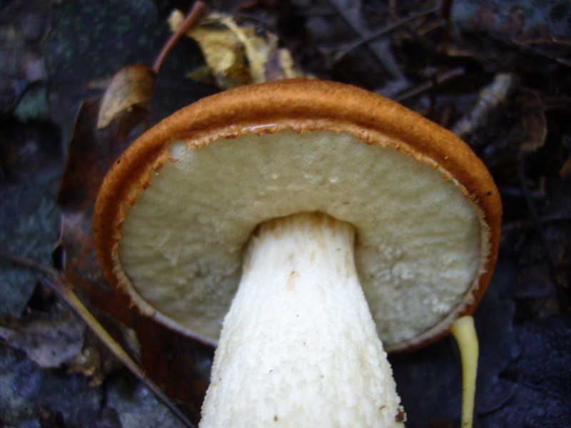 Leccinum