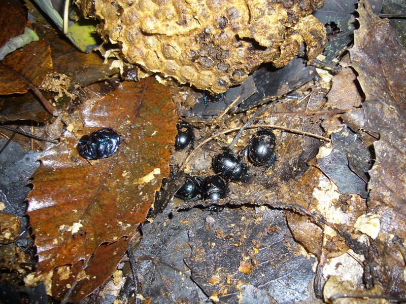 Anaplotrupes stercorosus