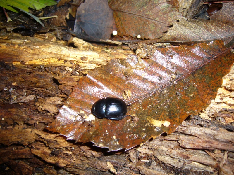 Anaplotrupes stercorosus