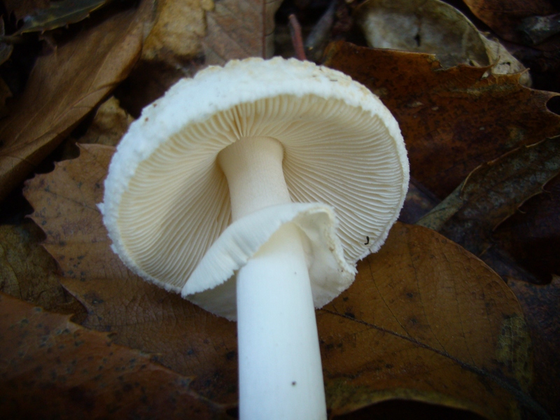 Amanita citrina