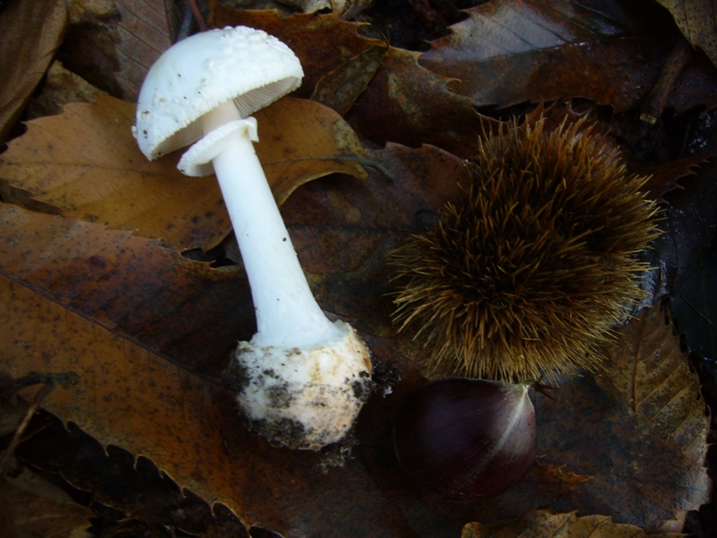 Amanita citrina