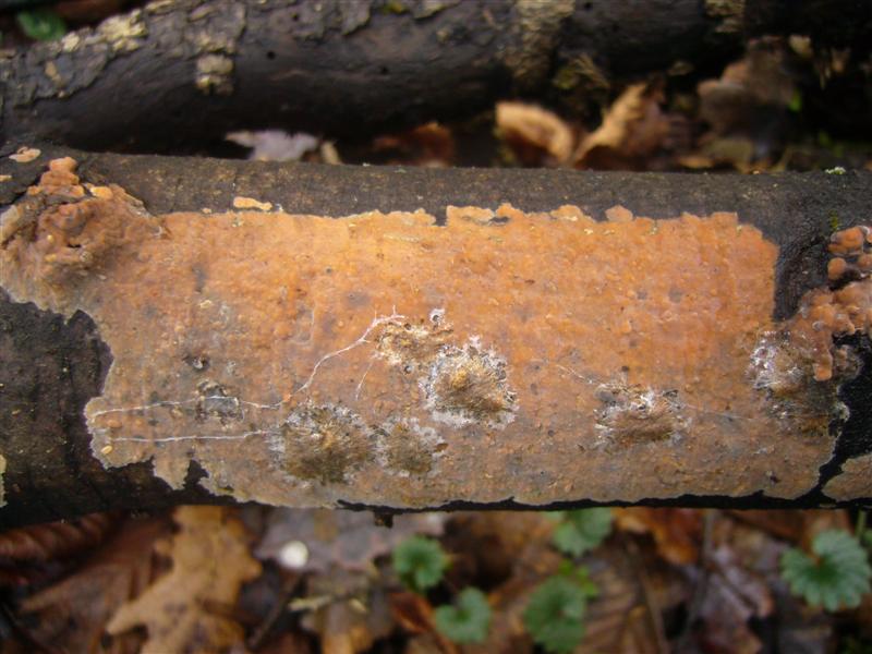 Crosta da determinare (Peniophora incarnata)