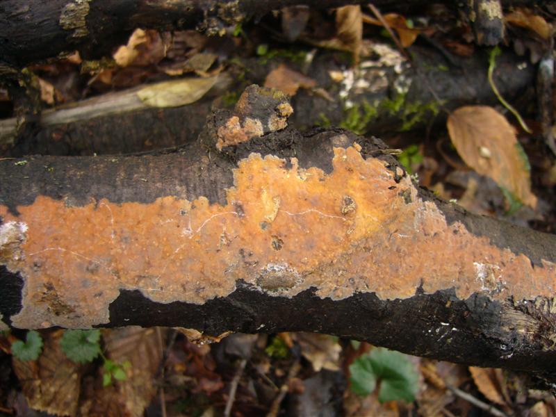 Crosta da determinare (Peniophora incarnata)