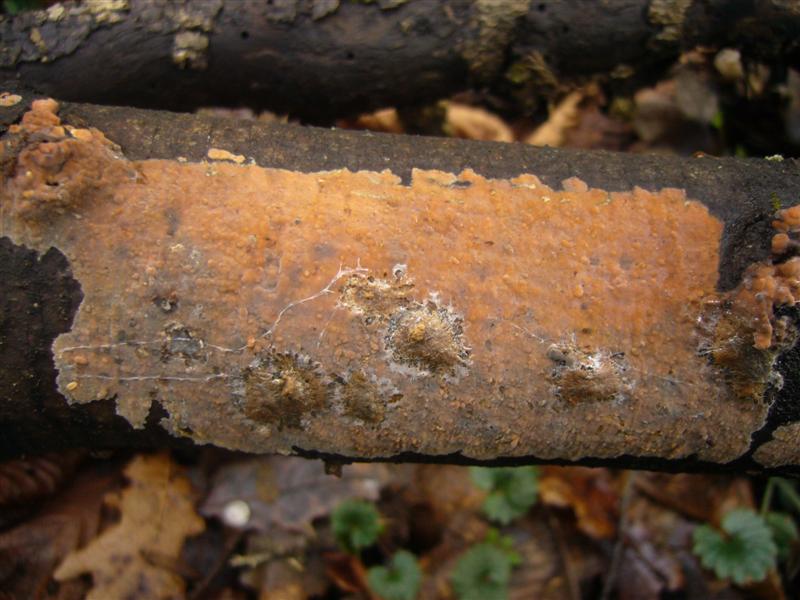 Crosta da determinare (Peniophora incarnata)