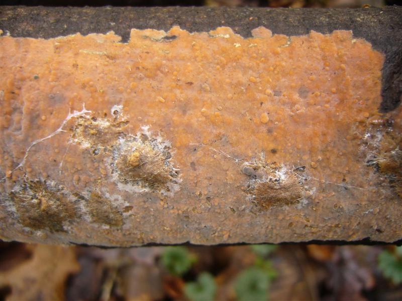 Crosta da determinare (Peniophora incarnata)