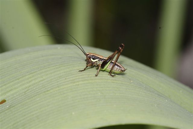 Eupholidoptera sp.