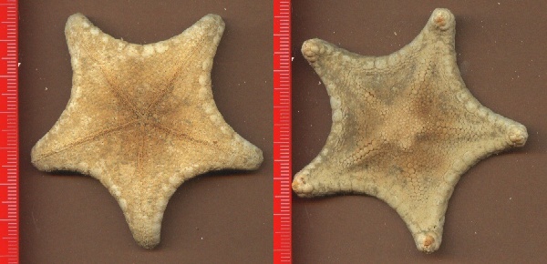Ceramaster grenadensis (Perrier, 1881)