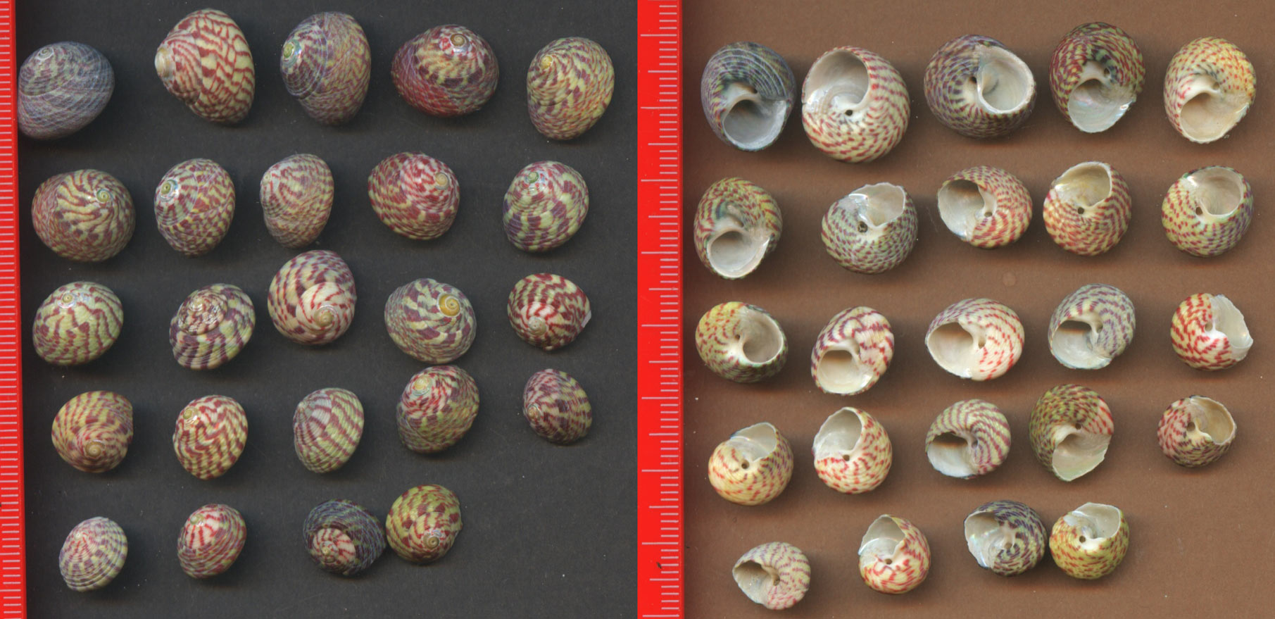 littorina nigrolineata?