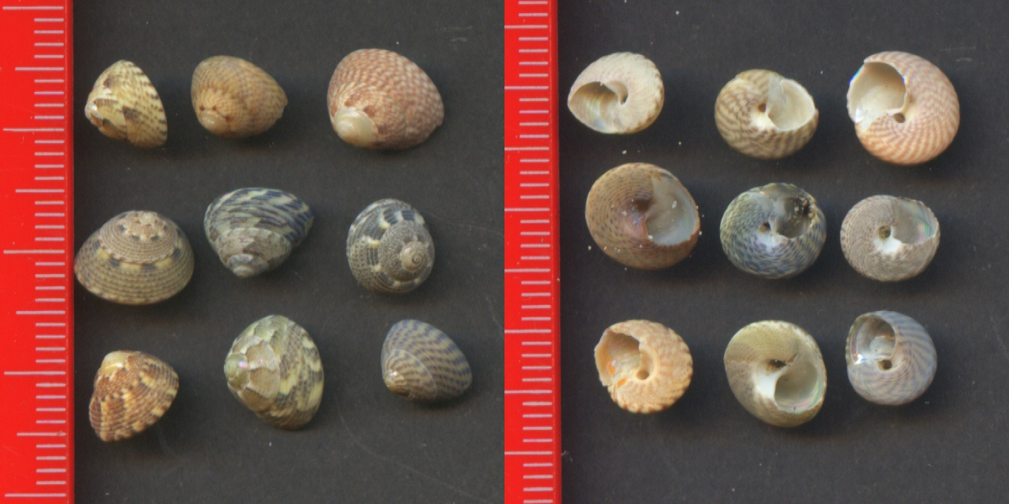 littorina nigrolineata?