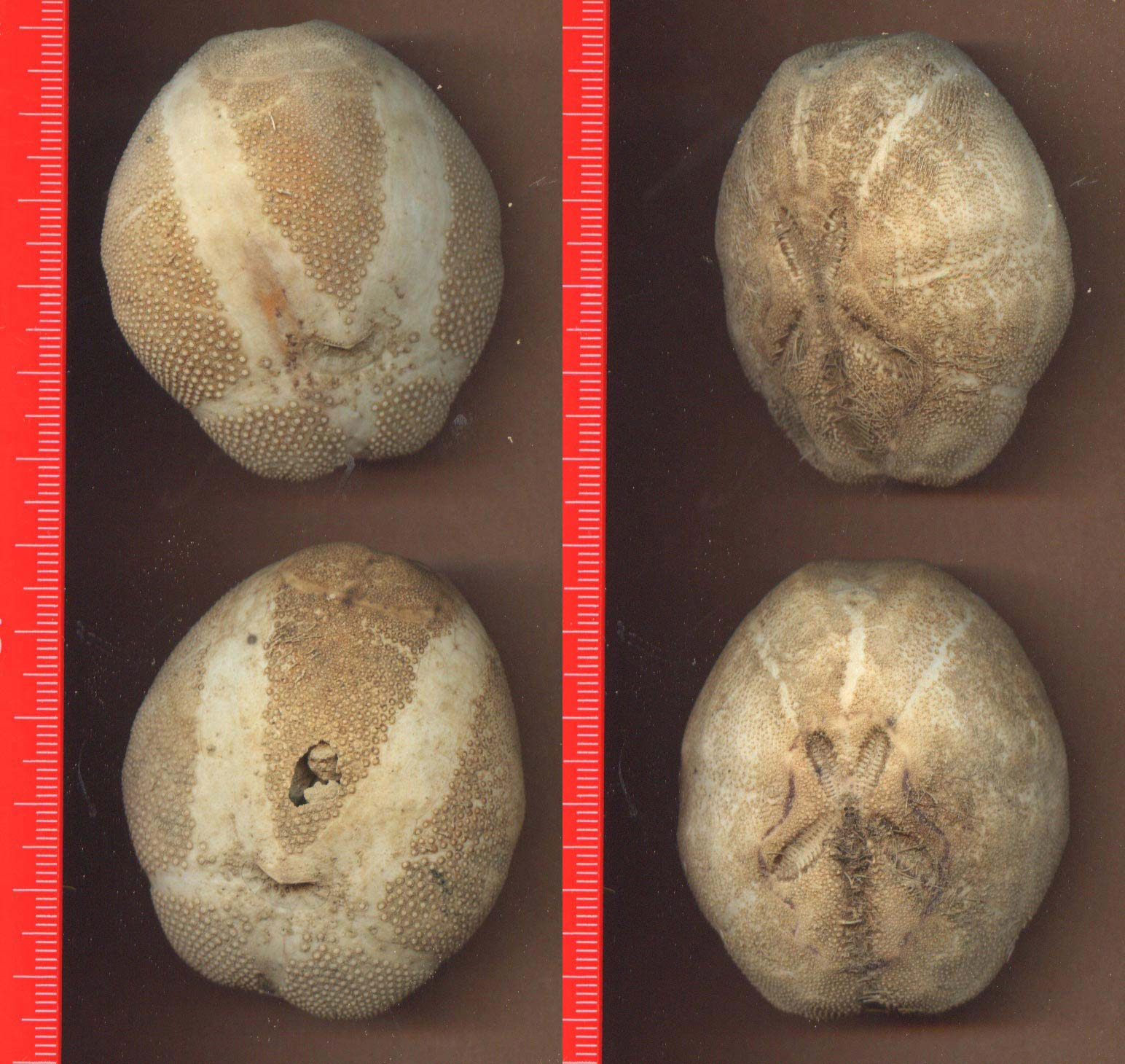 Teche di ricci irregolari vari