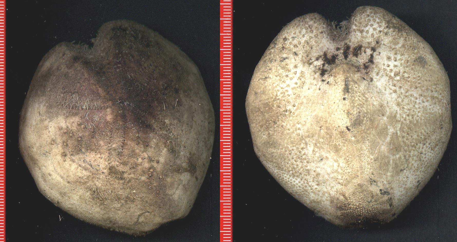 Teche: Spatangus purpureus e Brissopsis lyrifera