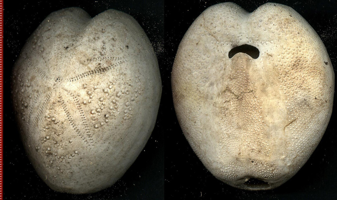 Teche: Spatangus purpureus e Brissopsis lyrifera