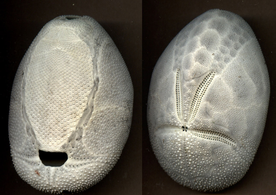 Brissus unicolor - teca