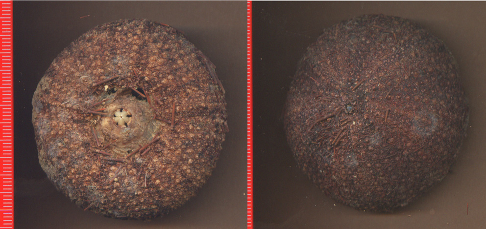 Teche di ricci: Sphaerechinus, Arbacia e Paracentrotus