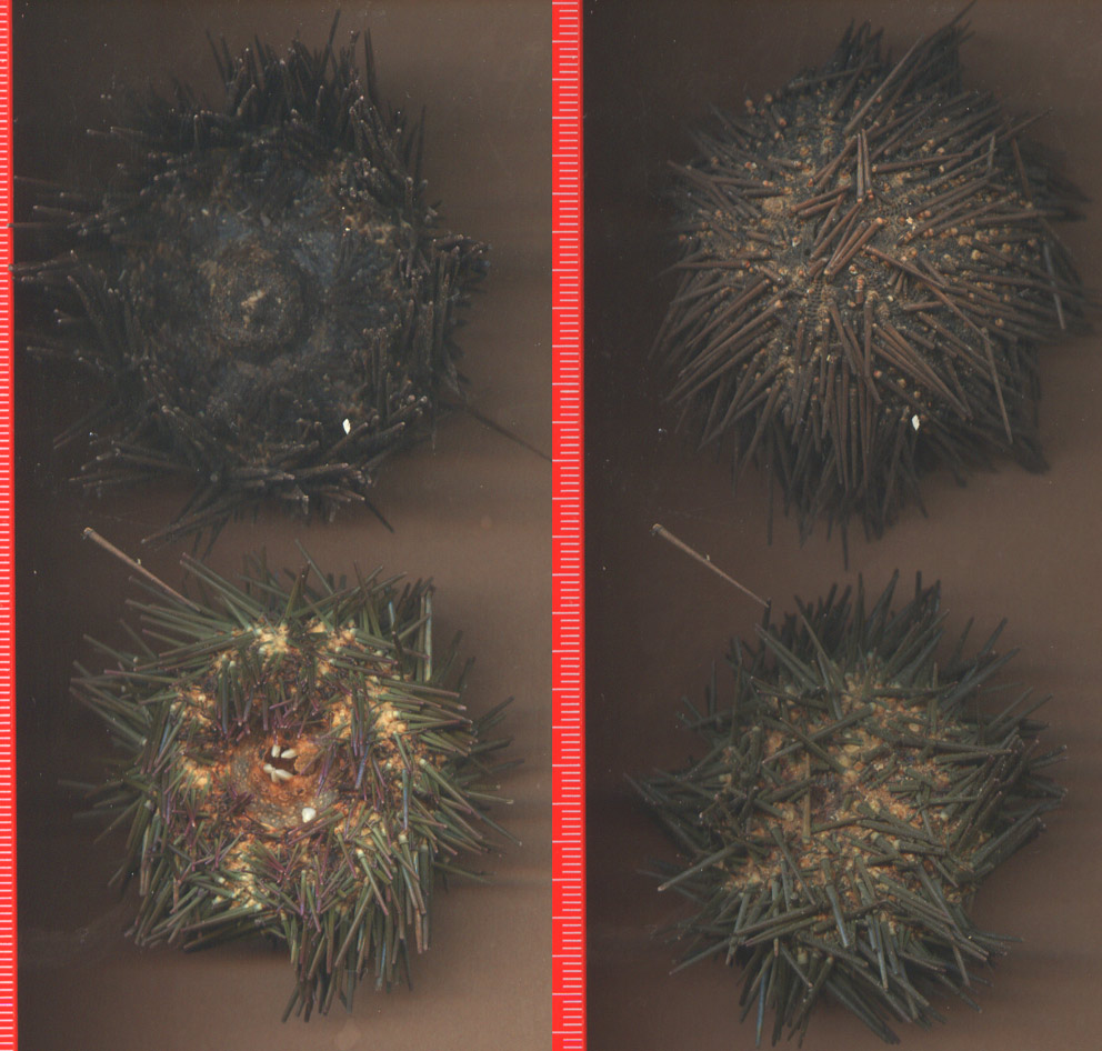 Teche di ricci: Sphaerechinus, Arbacia e Paracentrotus