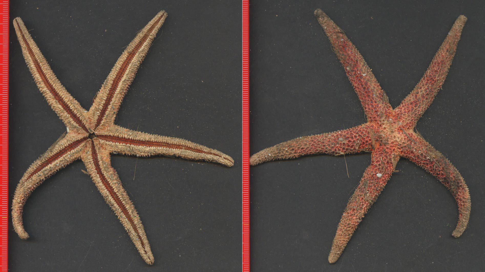 Stelle spiaggiate: Chaetaster longipes, Echinaster sepositus