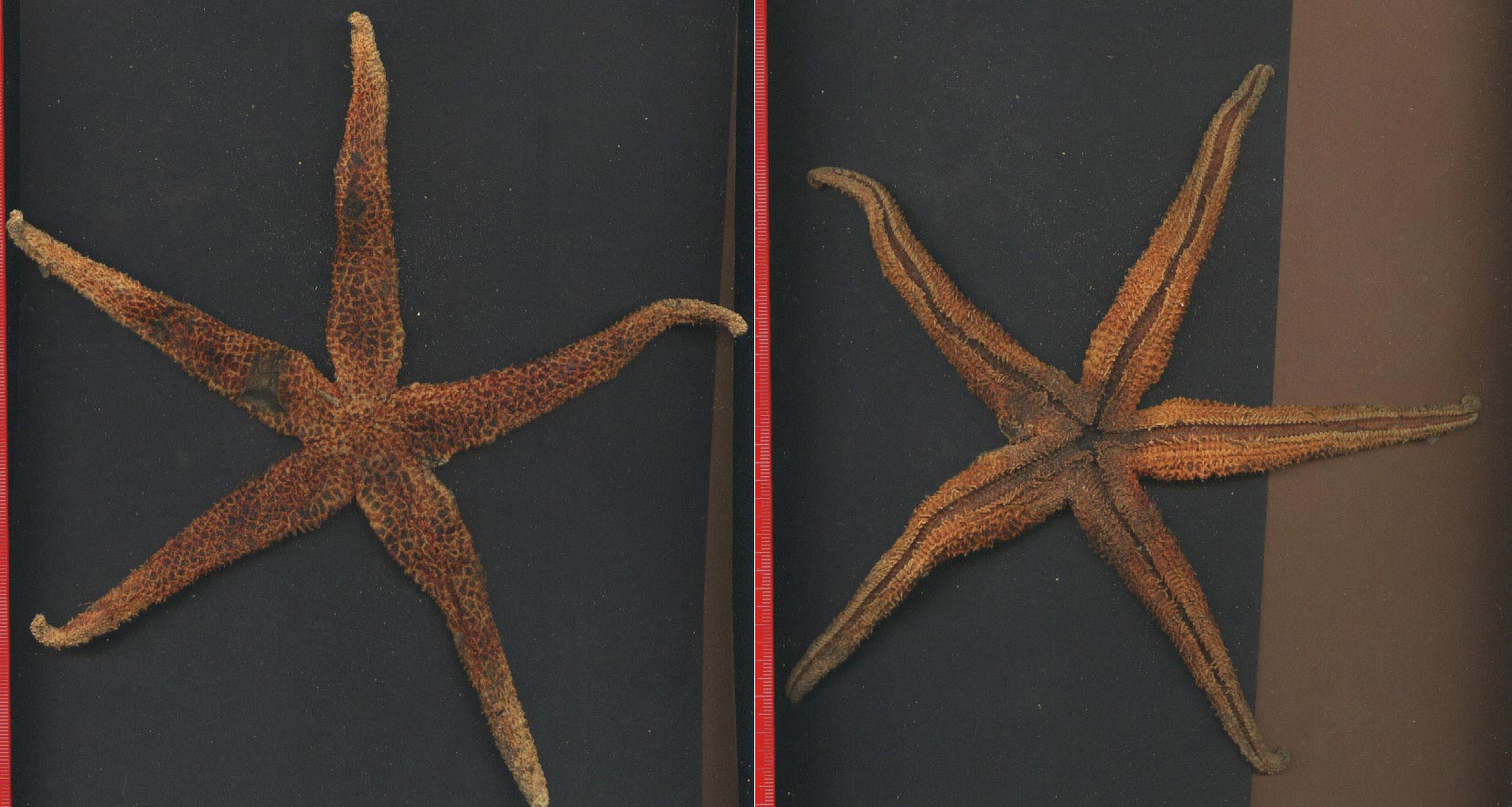 Stelle spiaggiate: Chaetaster longipes, Echinaster sepositus