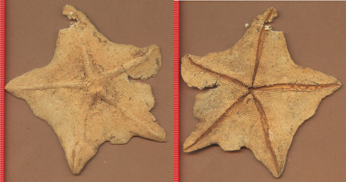 Anseropoda placenta (Pennant, 1777) - esemplare spiaggiato